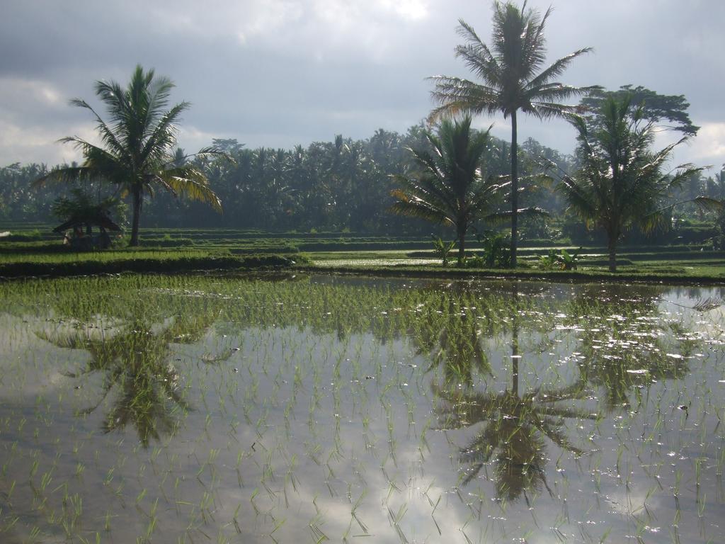 Hotel Puri Lotus Ubud Exteriér fotografie