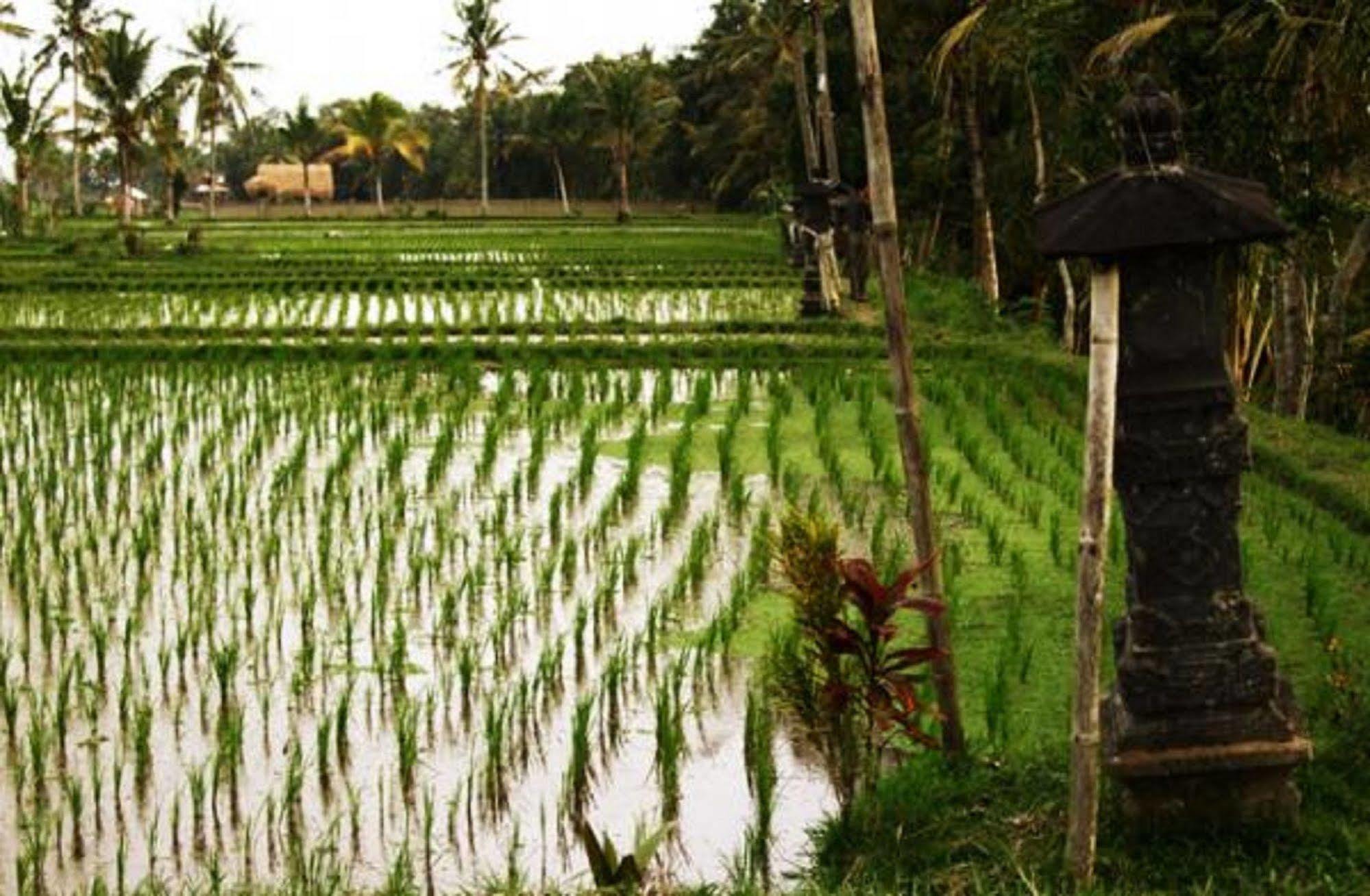 Hotel Puri Lotus Ubud Exteriér fotografie